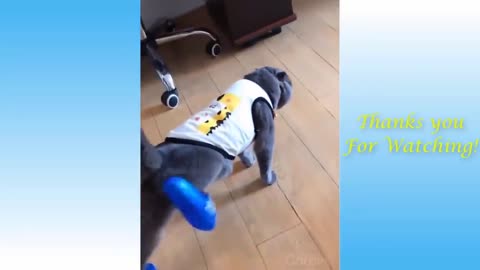 Best Funny Pet Videos Of The - Cute 😹 Cats And 🐶 Dogs Reactions