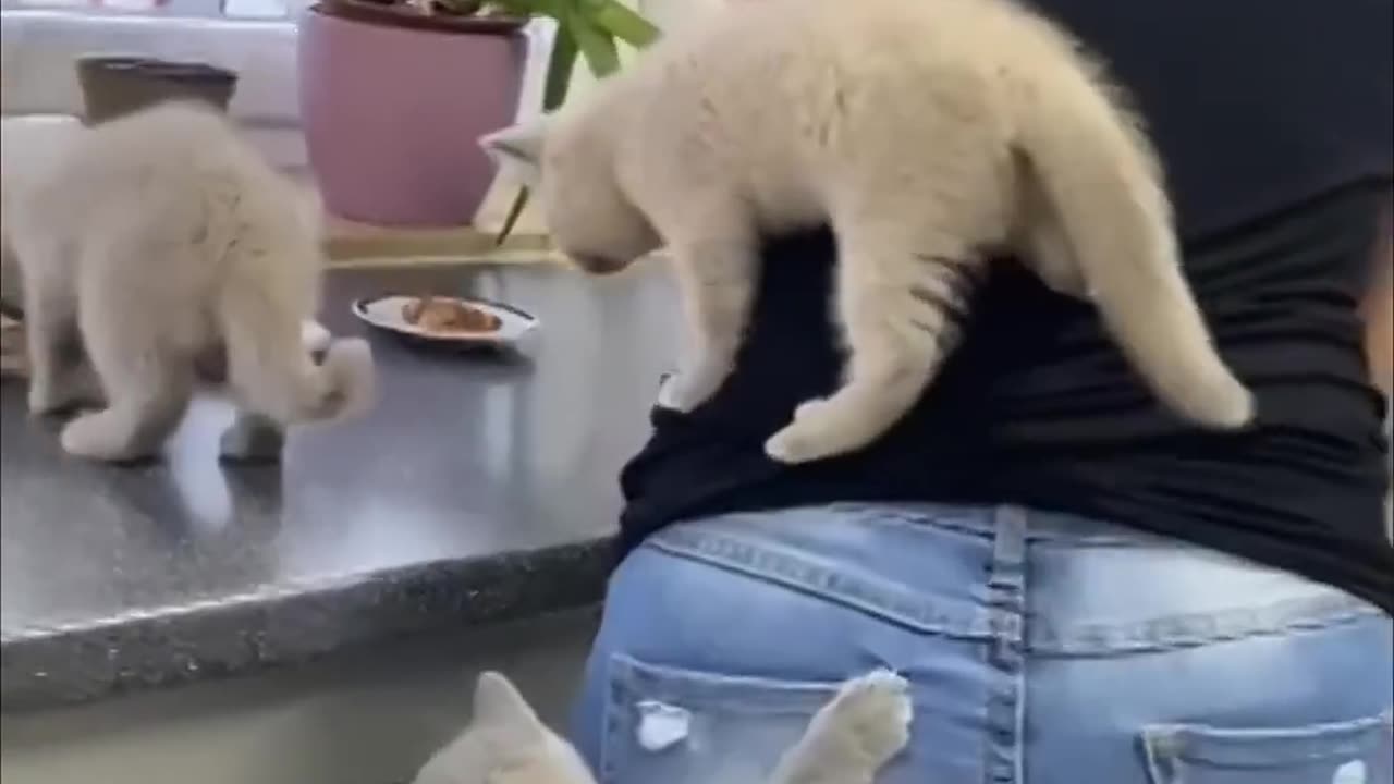 Kittens Climb Their Mom as They Couldn’t Wait for Food