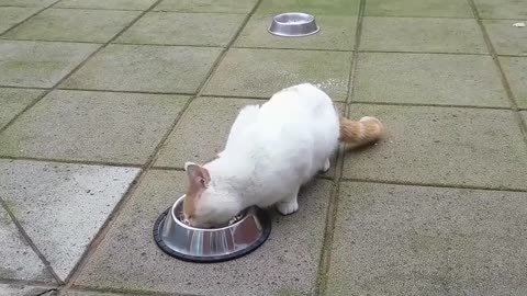 Hungry Stray Cat Is Afraid Of Me