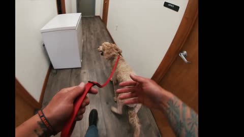 SEPARATION ANXIETY DOG TRAINING FOR FEARFUL DOODLE