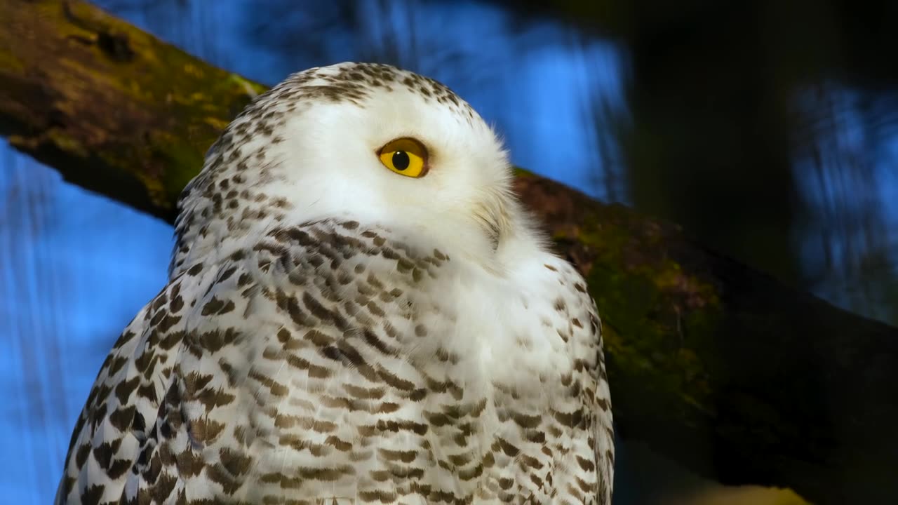 Owl