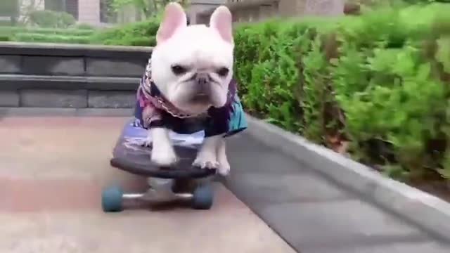 pup skateboarding