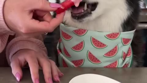 The Perfect Summer Treat For Dogs!