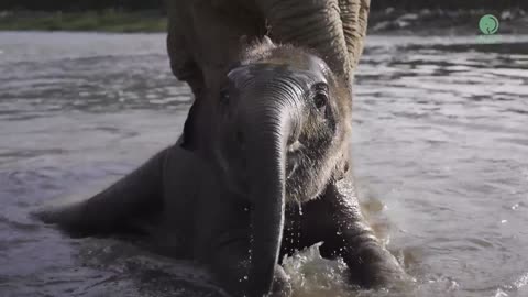 Baby Elephants At Play