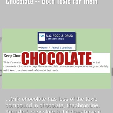 Fact Check: Milk Chocolate Is NOT 'Fine For Dogs' Compared To Dark Chocolate -- Both Toxic For Them