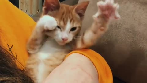 Cute little cat hand moves