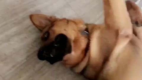 Brown dog laying down in a weird position