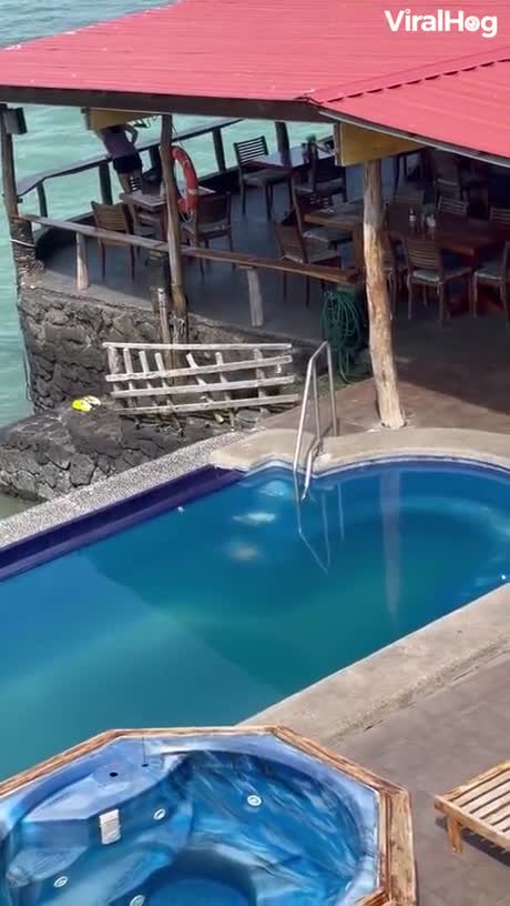 Seal trying to act human! TOO FUNNY!!!!