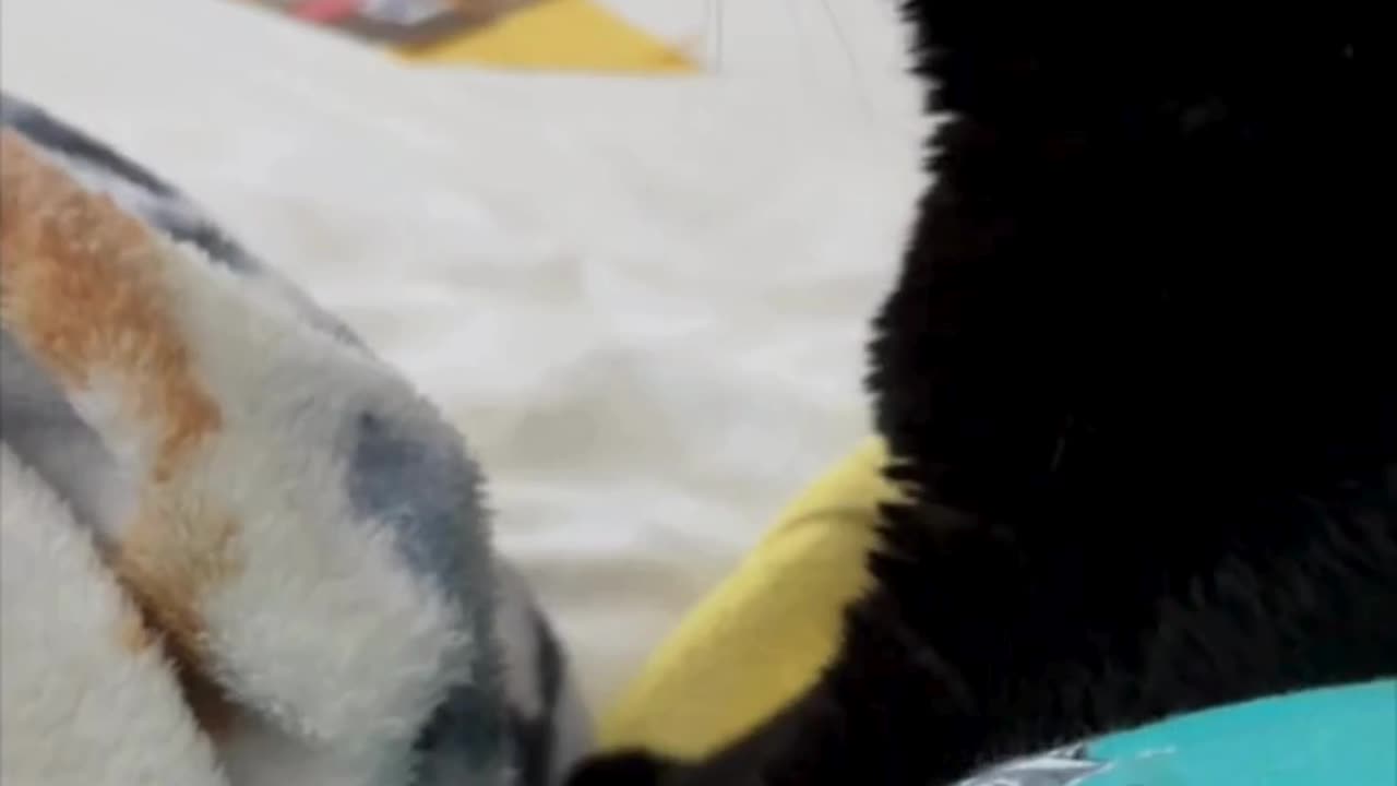 Adopting a Cat from a Shelter Vlog - Cute Precious Piper Finishes Her Kitten Session #shorts