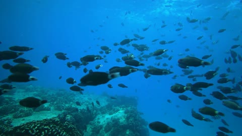 Shoal of fish in deep sea