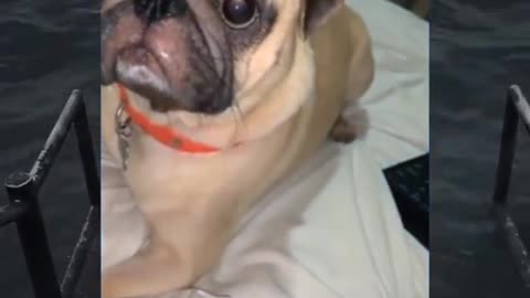 Memes on the Earth🤣