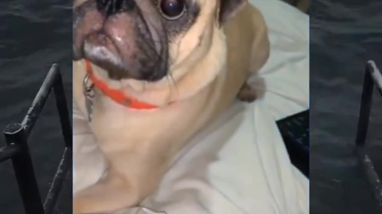 Memes on the Earth🤣