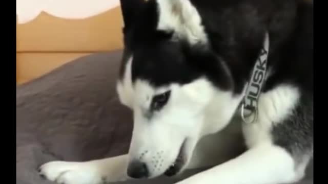 Funny and Angry Husky Dog