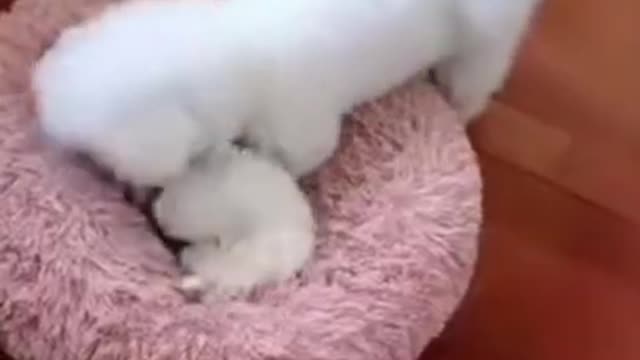 My Trinding Funny video cute cat funny video