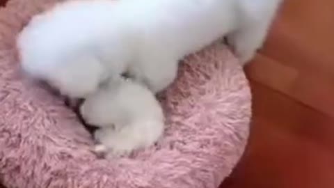My Trinding Funny video cute cat funny video