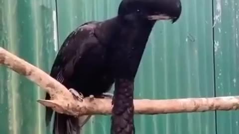 This is what an umbrella bird looks like.