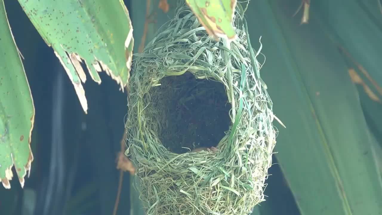 The Beautiful Birds Making Birds Nest