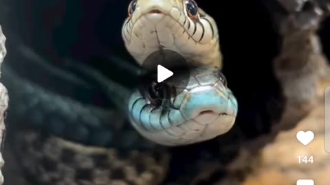 Amazing snakes