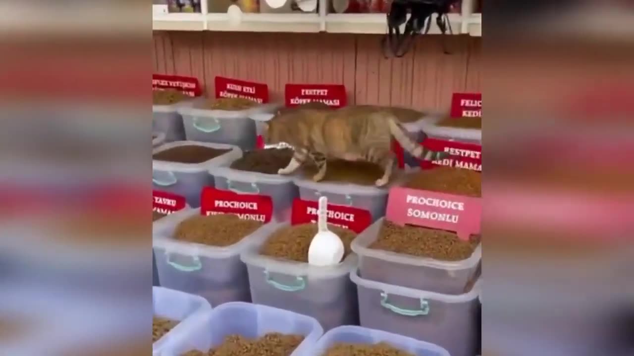 Funny cats doing funny things