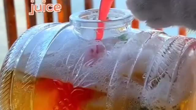 😻💗Cat making mocktail | Cute furry ball 😻