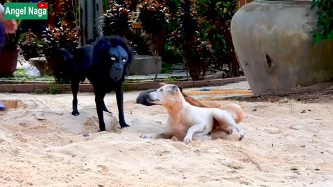 Fake Gorilla Head Dog Prank Monkey and Dogs Sleepy.
