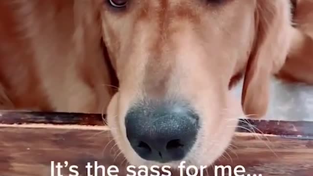 love funny dogs