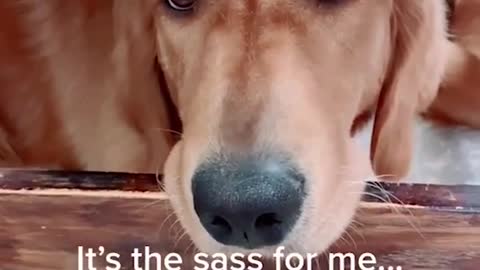 love funny dogs