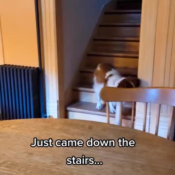 A dog that can walk on two legs? Yes, this really happened!