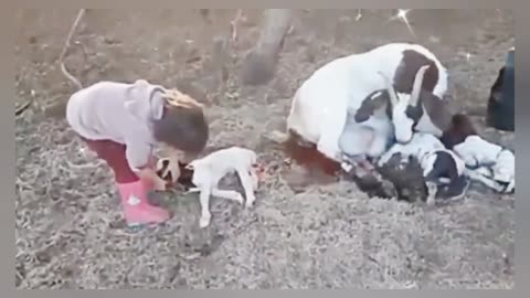 Baby helping a goat in borning