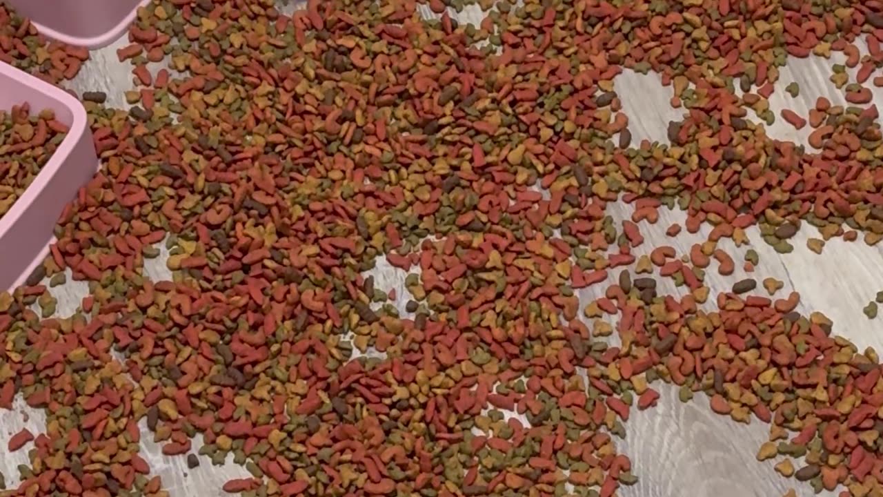 Feral Kitten Hoards Piles Of Food