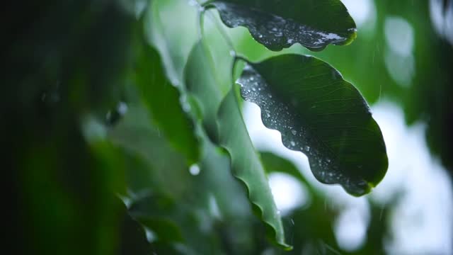 Rain tree beautiful video nature lover so sweet video