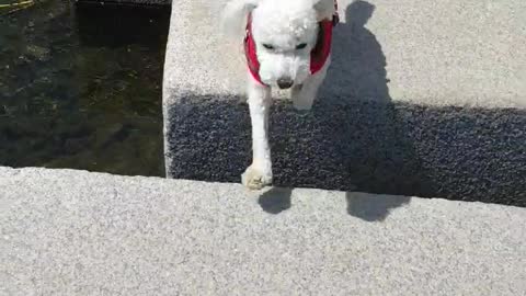 My Dog Peninsula's Stone Bridge Challenge