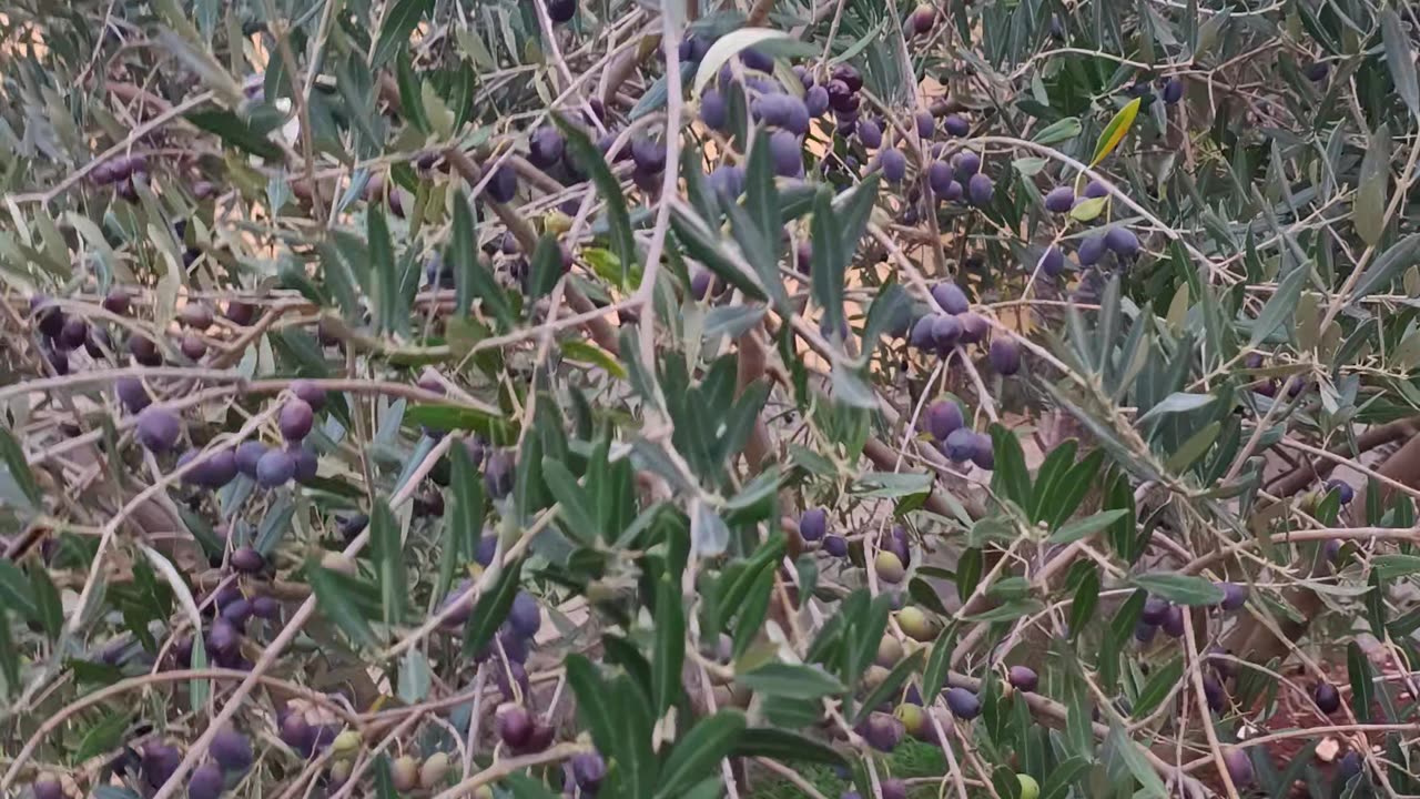 Various olives ready for harvesting Istra Croatia