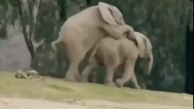 Happy baby elephant.Счастливый слоненок