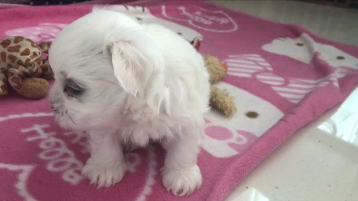 The first puppy to open his eyes and bark