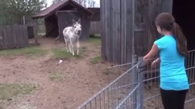 This sweet girl from Germany came to visit the donkey that she had helped raise when it was born.