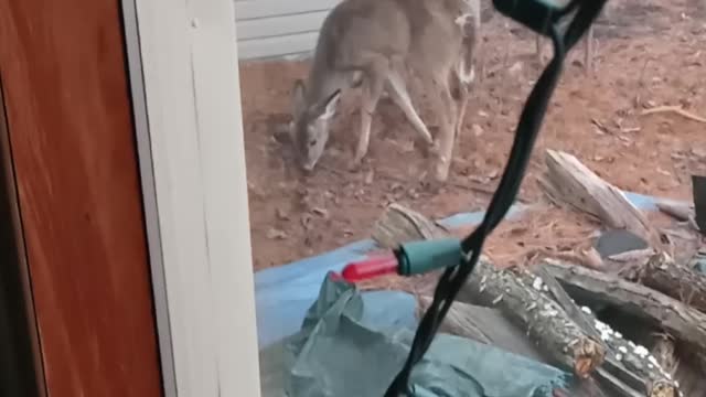 Baby buck