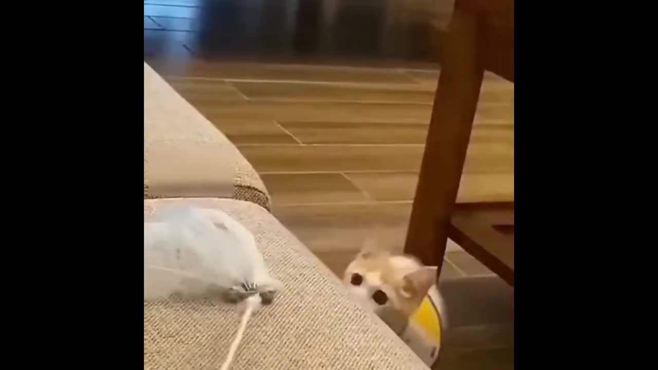 😂 Funniest Cats and Dogs Videos 😺🐶 || 🥰😹 Hilarious Animal Compilation