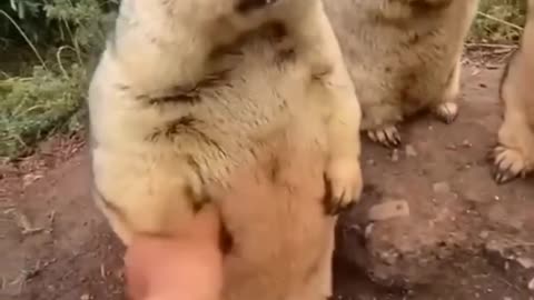 Cute Animals Baby Funny Video