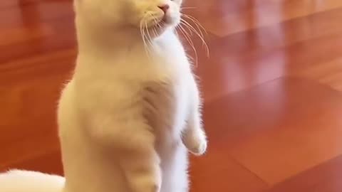 Cat lover follow