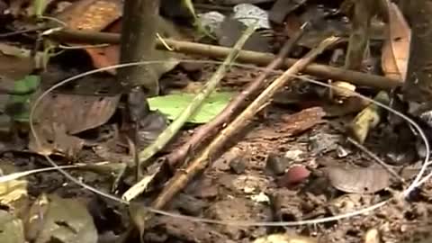 New Species | Expedition Borneo | BBC Earth