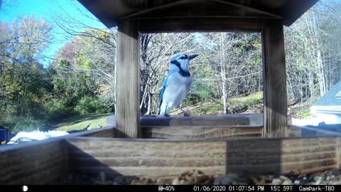 Blue Jays Stuffing Their Beaks Full Of Nuts