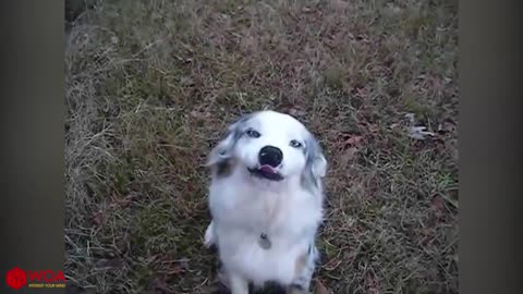 Cute SMILING Dogs