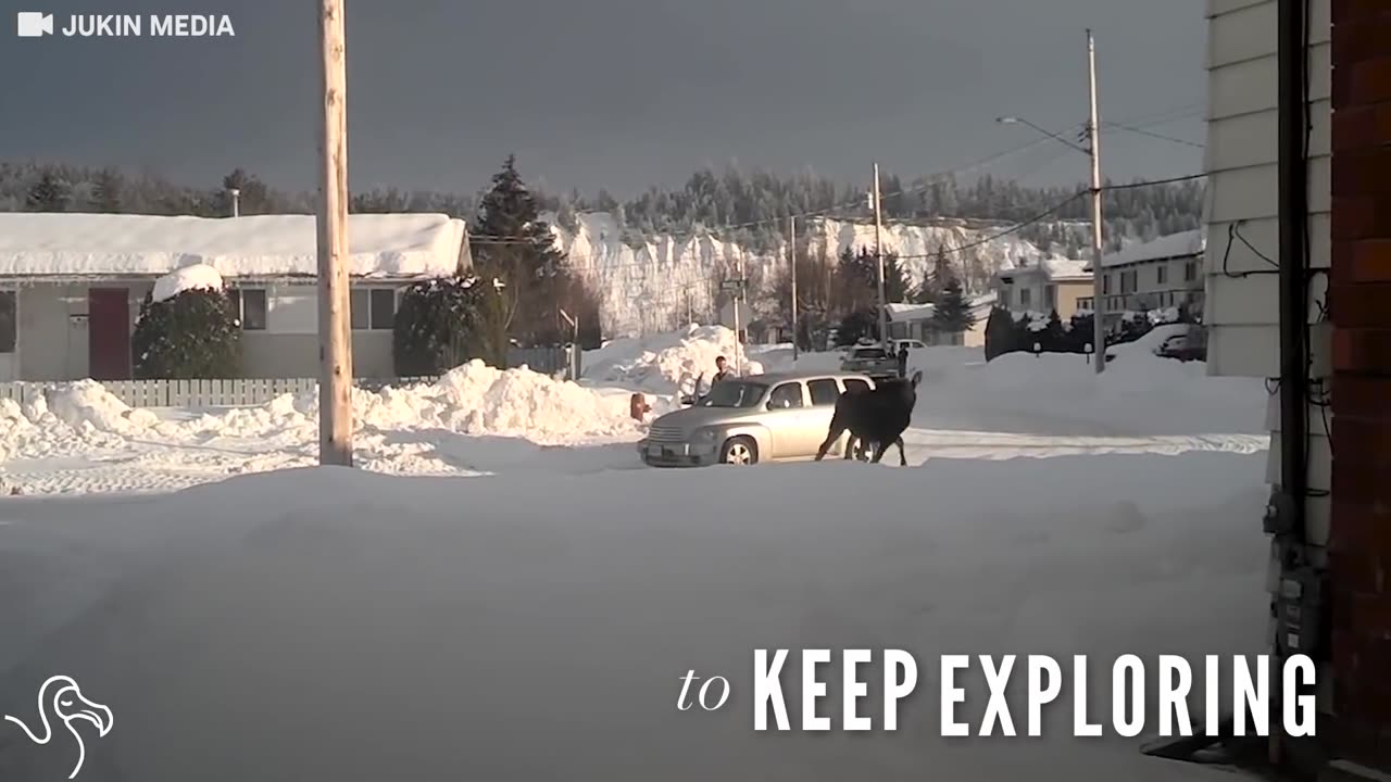 Stuck Baby Moose Had No Idea These Guys Would Help Him Out