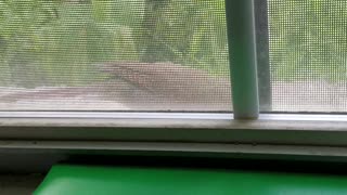 Cardinal on my right outside my window