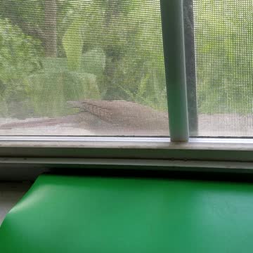 Cardinal on my right outside my window