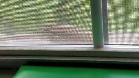 Cardinal on my right outside my window