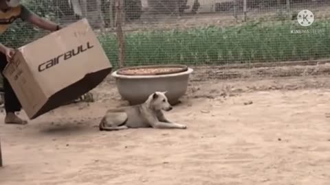 Huge box prank to dog & troll prank dog funny