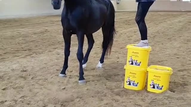 Beautiful black horse #hores #friesianhorse