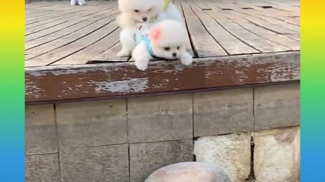 Funny Cute Dogs Running Video